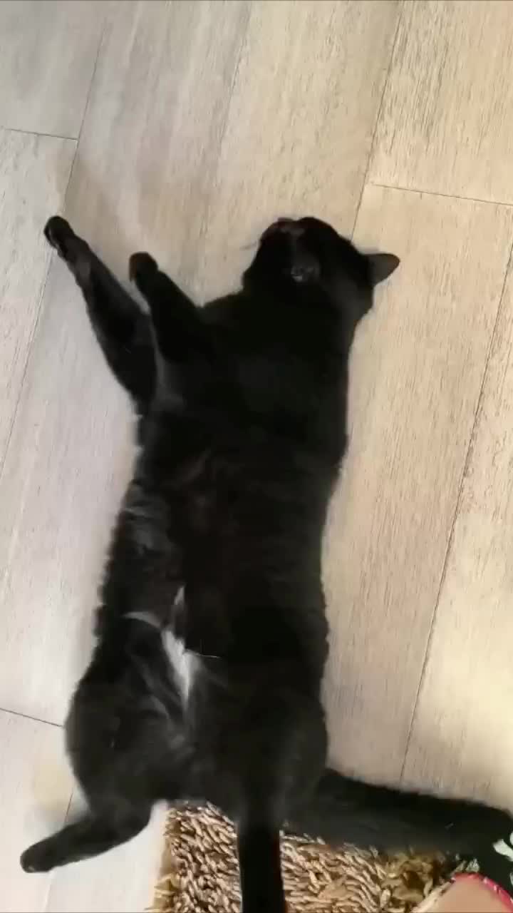 猫  手机游戏-治愈心灵的猫咪手机游戏，可爱到爆炸